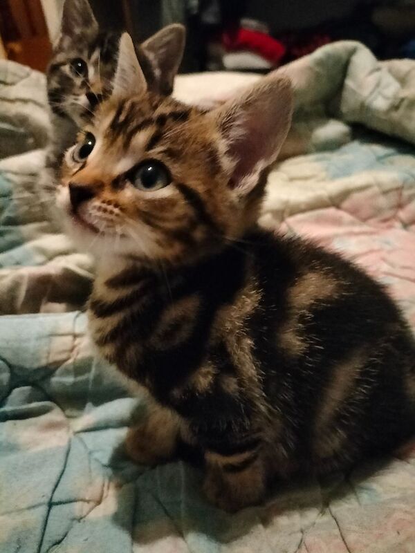 Maine Coon kittens for sale in Portsmouth, Hampshire – 9 weeks old - Image 13 of 15