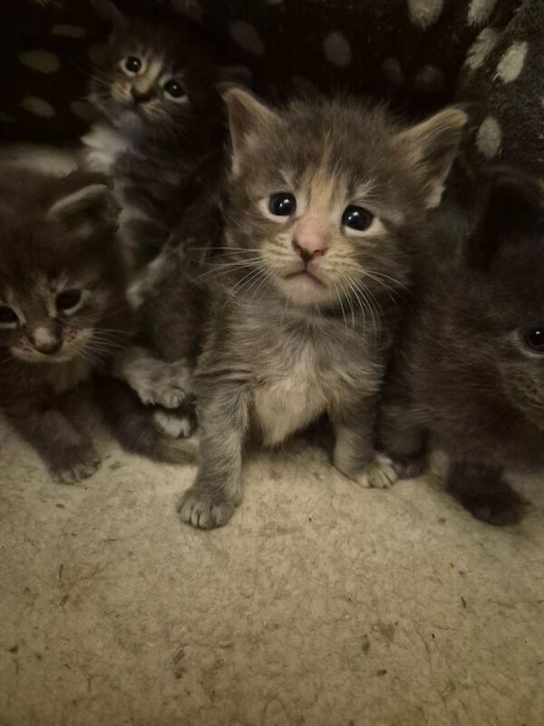 2 boys 1 girl Stunning Maine coon Kittens left would like there forever homes
