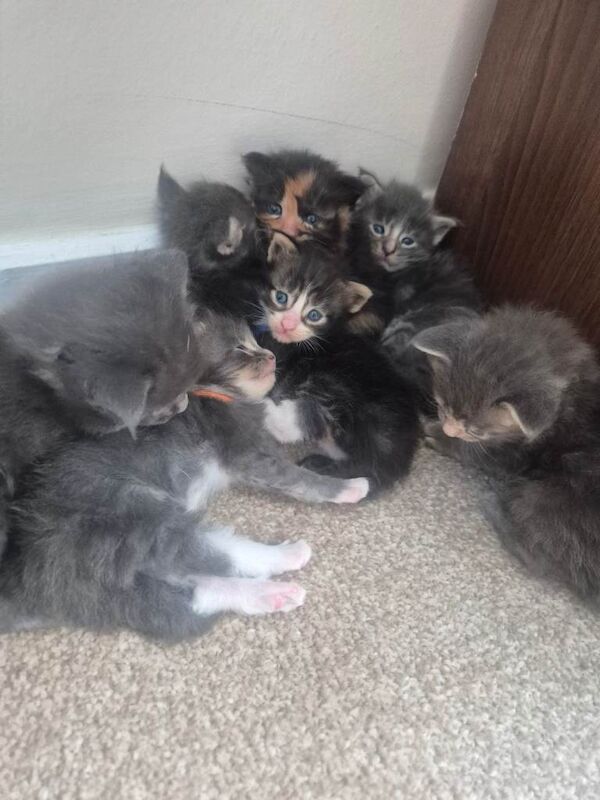 2 boys 1 girl Stunning Maine coon Kittens left would like there forever homes - Image 2 of 3