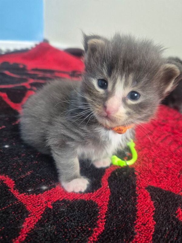 2 boys 1 girl Stunning Maine coon Kittens left would like there forever homes - Image 3 of 3