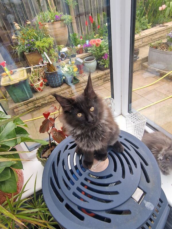 2 chocolate maine coon kittens for sale in Preston, Lancashire