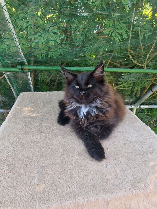 2 chocolate maine coon kittens for sale in Preston, Lancashire | Image 2