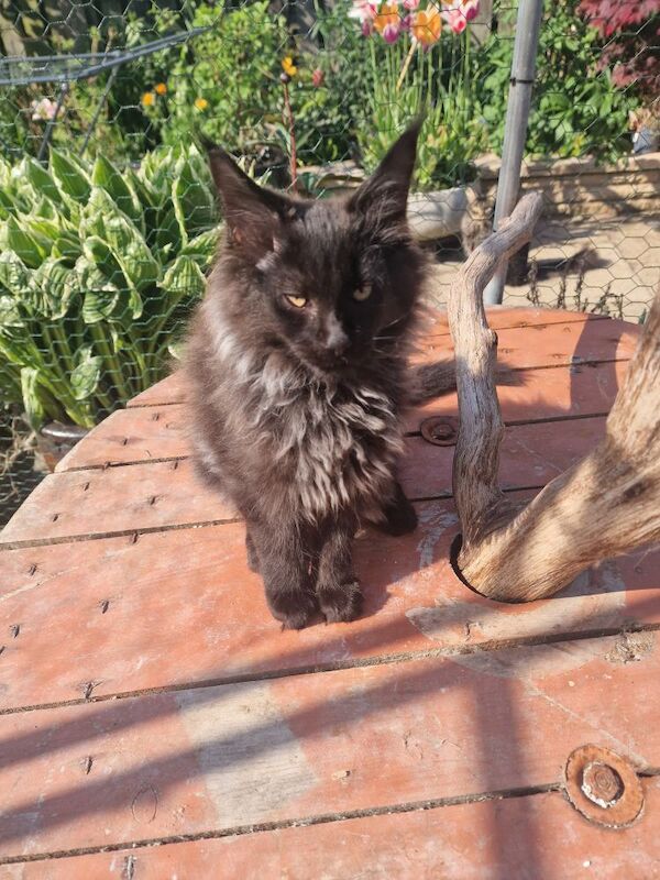 2 chocolate maine coon kittens for sale in Preston, Lancashire | Image 4