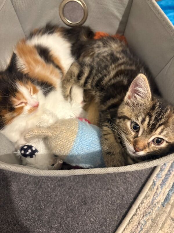 2 female kittens (mother full Maine Coon) for sale in Torquay, Devon