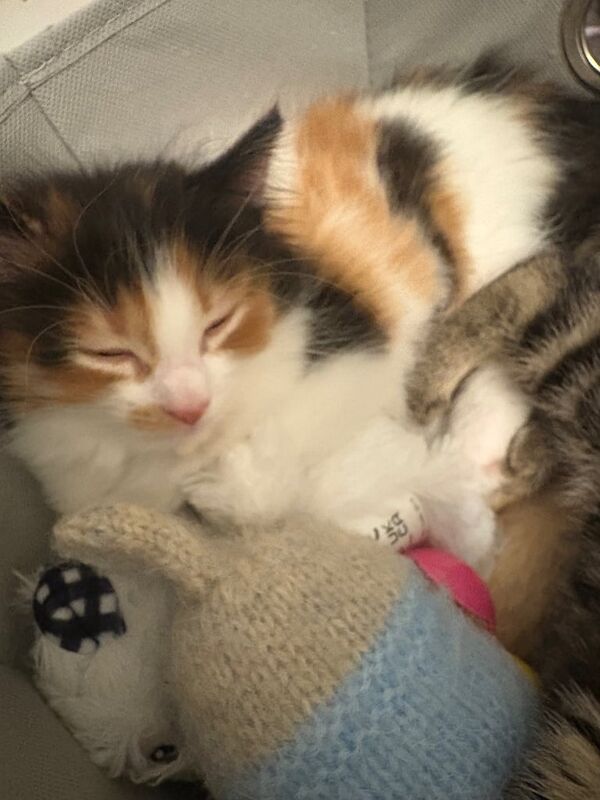 2 female kittens (mother full Maine Coon) for sale in Torquay, Devon | Image 3