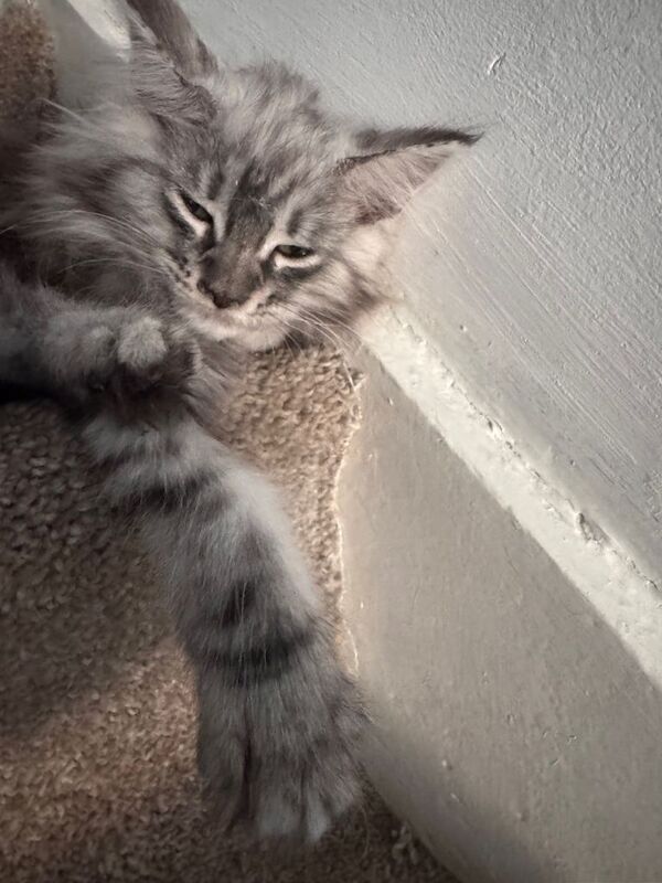 Maine Coon Kittens For Sale