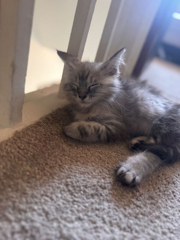 2 female maincoon kittens available - Image 2 of 2