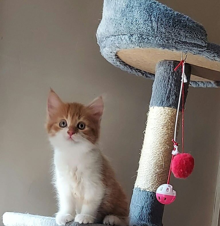 2 Fluffy ginger kittens for sale in Woolwich, Greater London