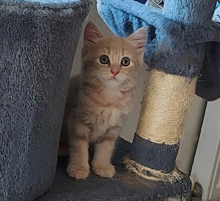 2 Fluffy ginger kittens for sale in Woolwich, Greater London | Image 2