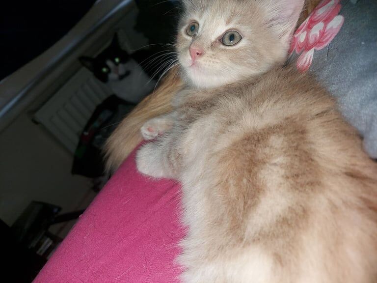 2 Fluffy ginger kittens for sale in Woolwich, Greater London | Image 3