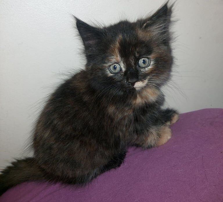 Maine Coon kittens for sale in Woolwich, Greater London – 8 weeks old
