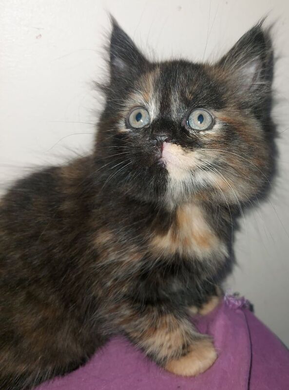 Maine Coon kittens for sale in Woolwich, Greater London – 8 weeks old - Image 2 of 3