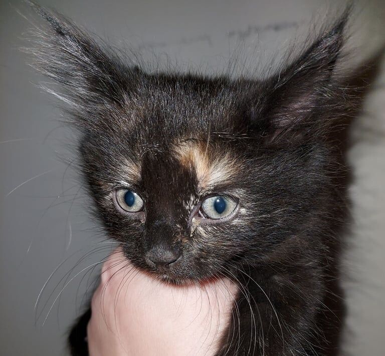 Maine Coon kittens for sale in Woolwich, Greater London – 8 weeks old - Image 3 of 3