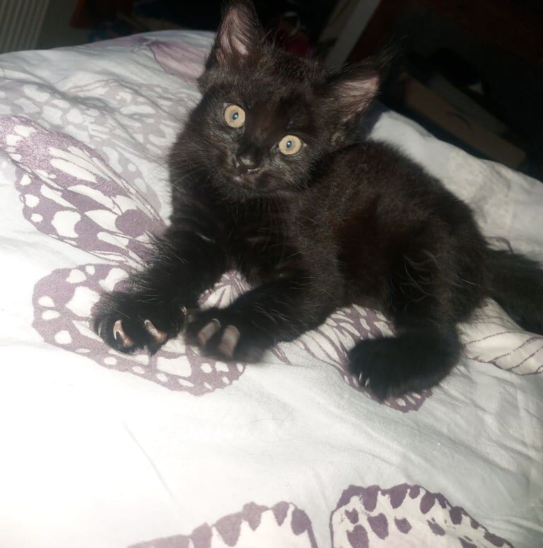 Maine Coon kittens for sale in Woolwich, Greater London – 4 months old - Image 2 of 3