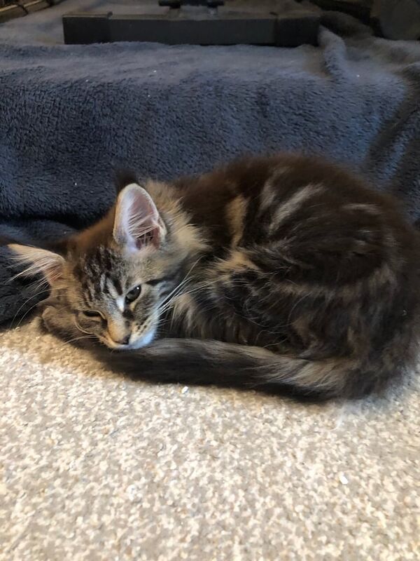 Maine Coon kittens for sale in Doncaster, South Yorkshire – 3 months old - Image 2 of 4
