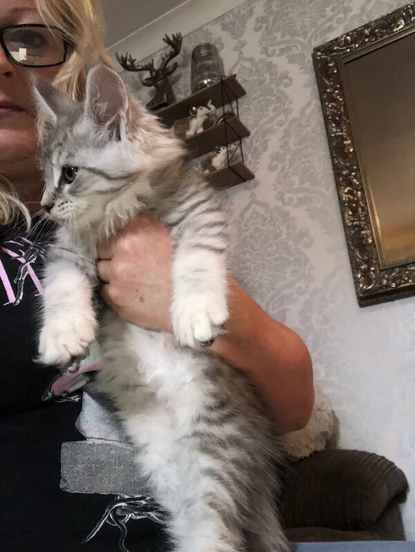 Maine Coon kittens for sale in Doncaster, South Yorkshire – 3 months old - Image 3 of 4