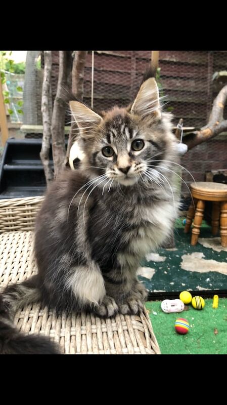 Maine Coon kittens for sale in Doncaster, South Yorkshire – 3 months old - Image 4 of 4