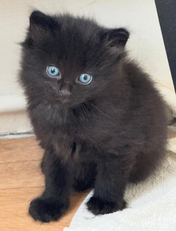 2 Kittens