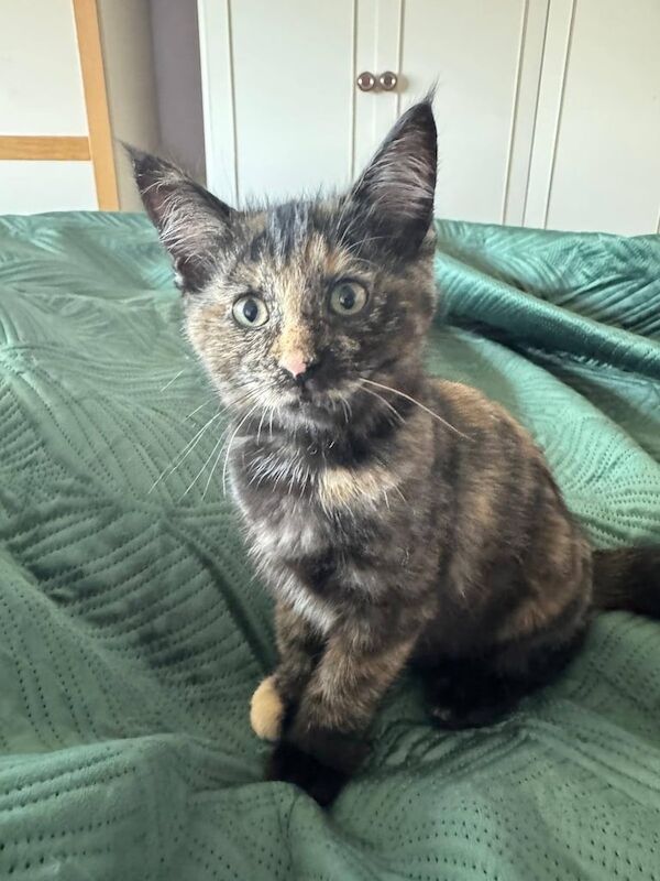 Maine Coon kittens for sale in St Agnes, Cornwall – 11 weeks old