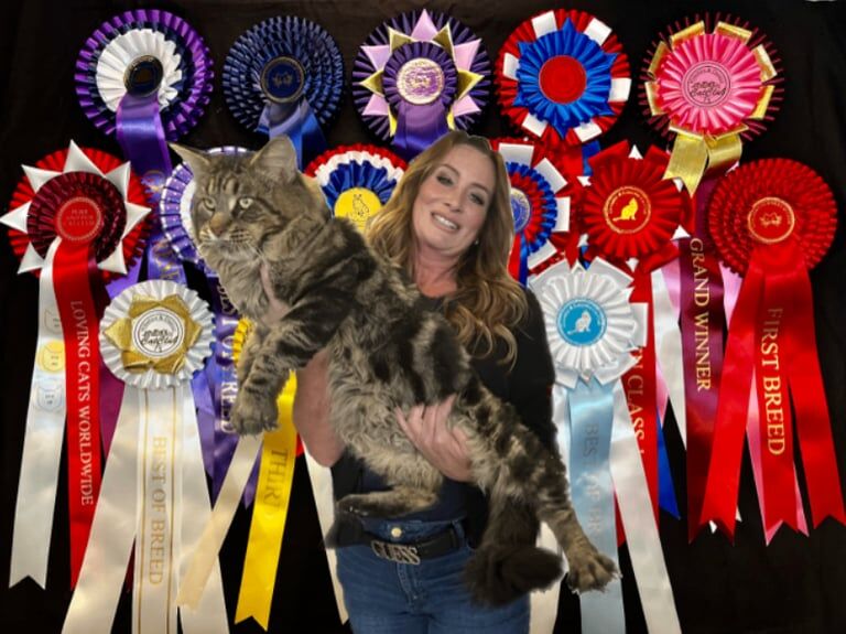 2 litters Maine Coon Kittens for sale in Worcester, Worcestershire