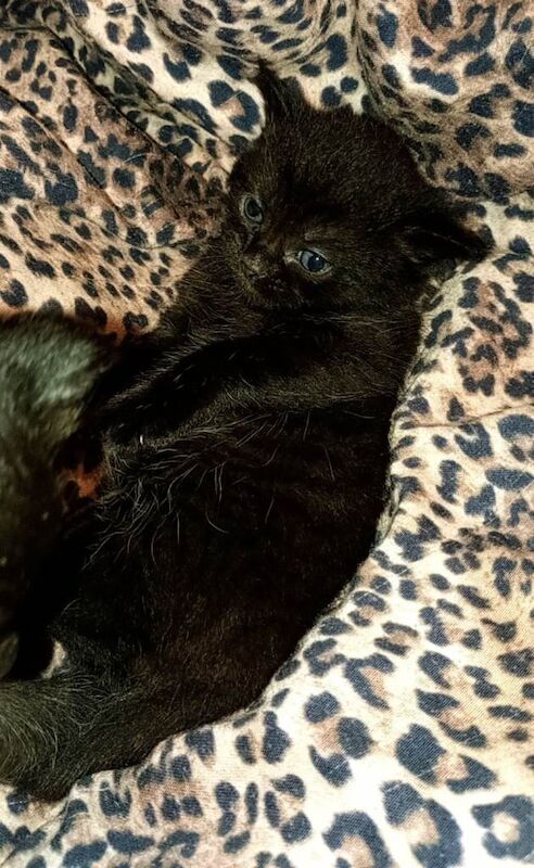 2 Maincoon cross kittens 1 female and 1 male - Image 2 of 6