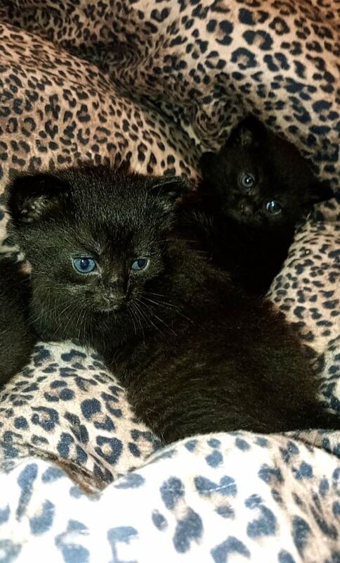 2 Maincoon cross kittens 1 female and 1 male - Image 3 of 6