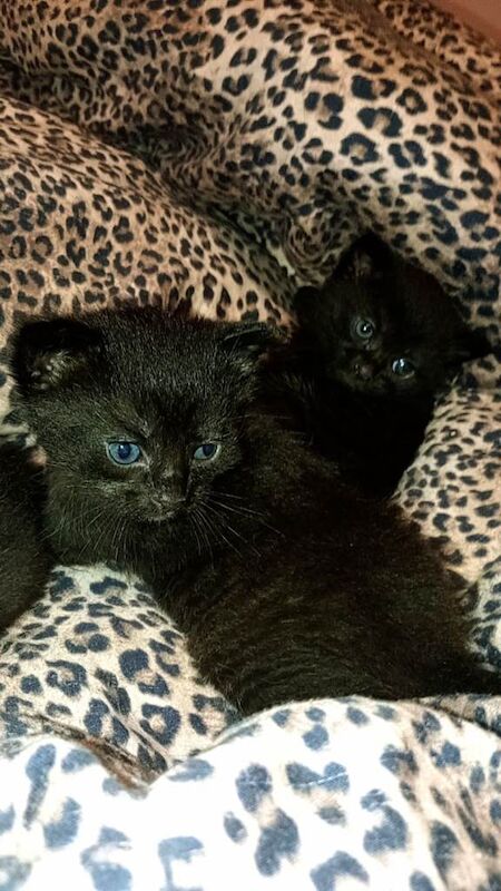 2 Maincoon cross kittens 1 female and 1 male - Image 4 of 6