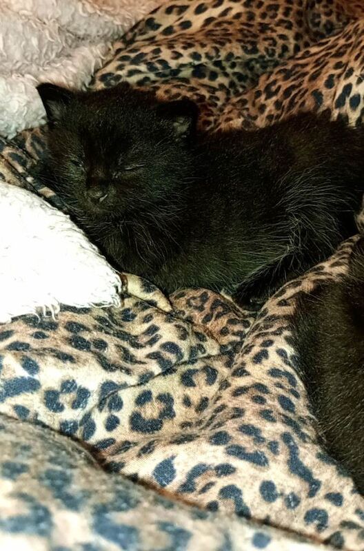 2 Maincoon cross kittens 1 female and 1 male - Image 5 of 6