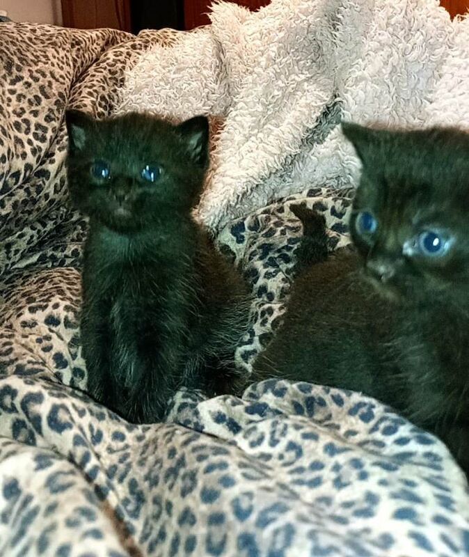 2 Maincoon cross kittens 1 female and 1 male - Image 6 of 6