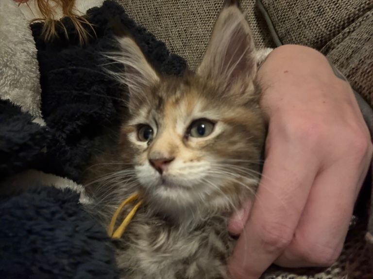 Maine Coon kittens for sale in Burntwood, Staffordshire – 10 weeks old