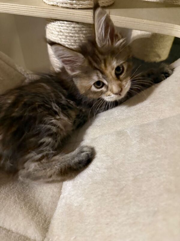 2 Maine coon kittens - Image 2 of 3