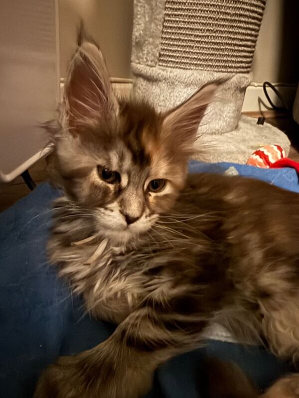 2 Maine coon kittens - Image 3 of 3