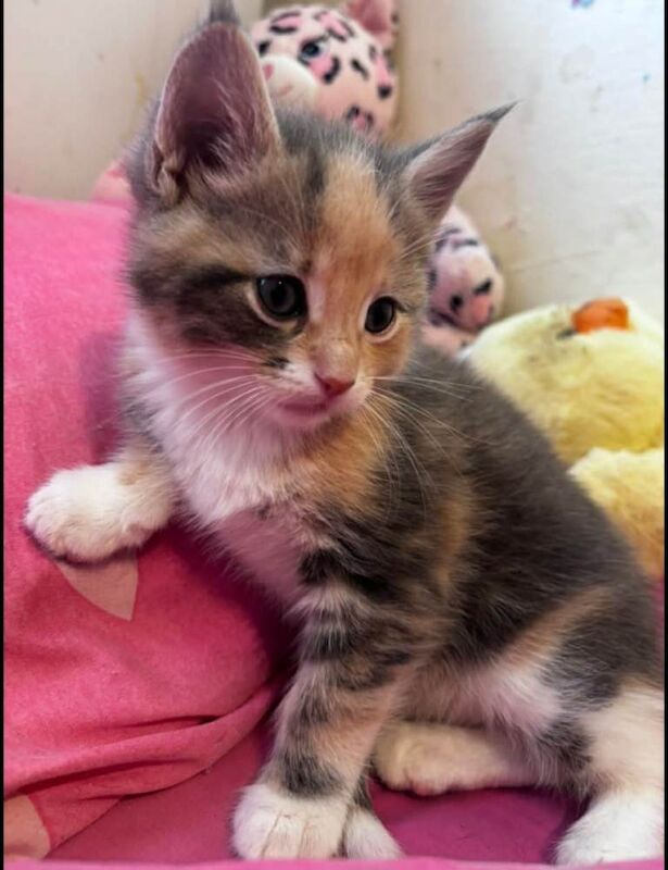 2 stunning full Maine coon kittens - Image 2 of 3