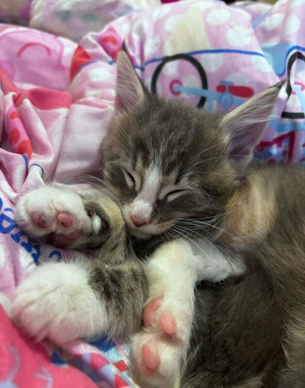 2 stunning full Maine coon kittens - Image 3 of 3