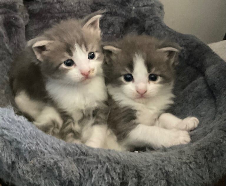 Maine Coon kittens for sale in Metheringham, Lincolnshire – 3 weeks old