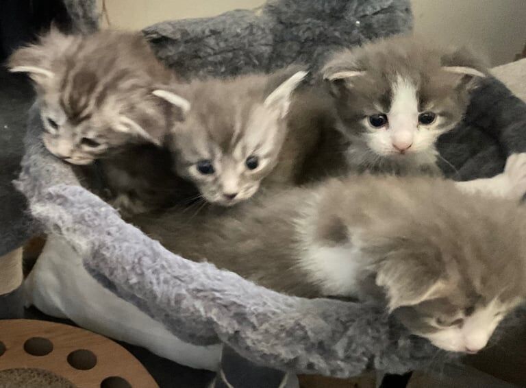 Maine Coon kittens for sale in Metheringham, Lincolnshire – 3 weeks old - Image 2 of 3
