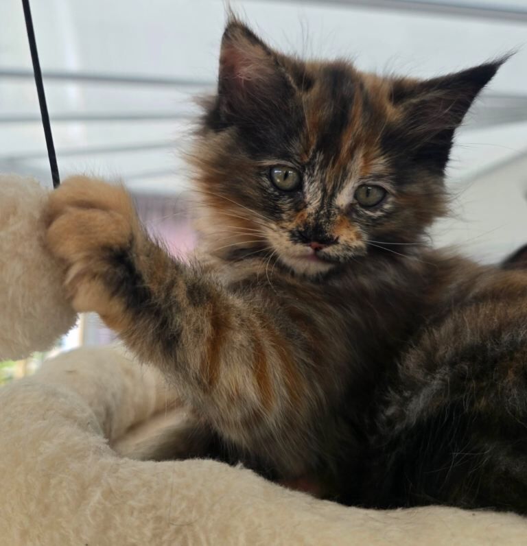 Maine Coon Kittens For Sale Under £300