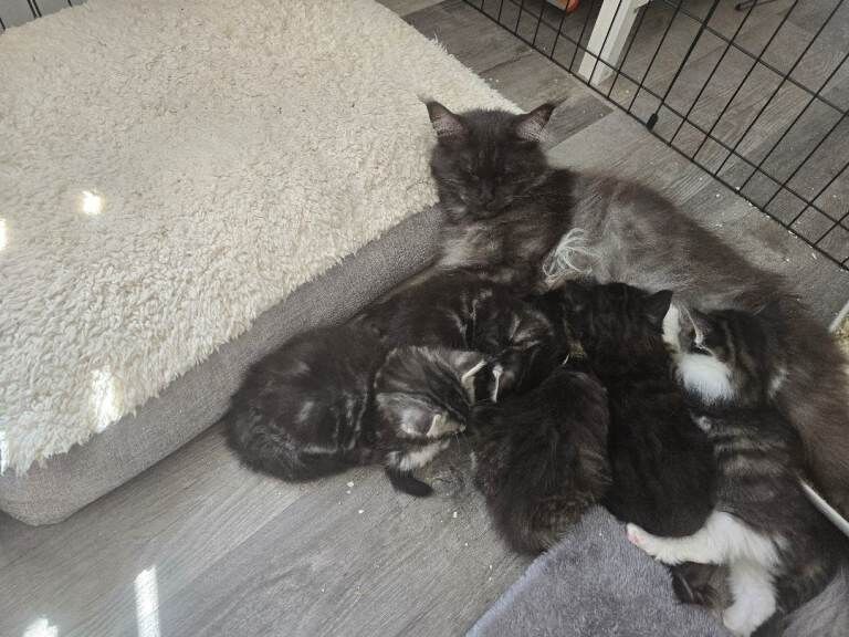 3/4 Mainecoon Kittens
