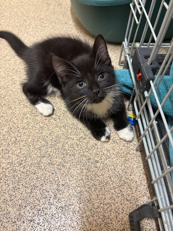 Maine Coon kittens for sale in Wembley, Greater London – 3 months old - Image 2 of 3
