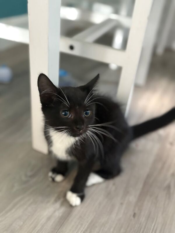 Maine Coon kittens for sale in Wembley, Greater London – 3 months old - Image 3 of 3