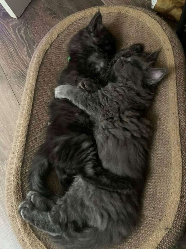 3 Adorable Maine Coon kittens - Image 2 of 5