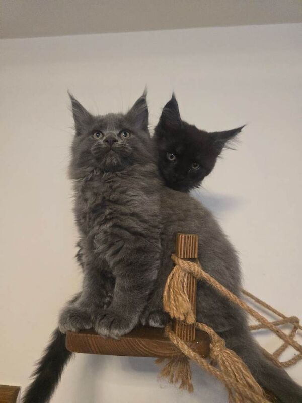 3 Adorable Maine Coon kittens - Image 3 of 5