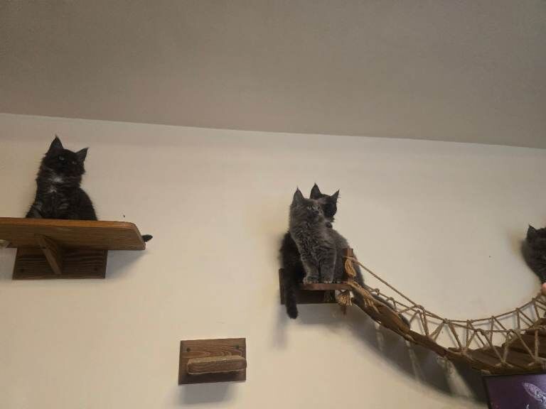 3 Adorable Maine Coon kittens - Image 4 of 5