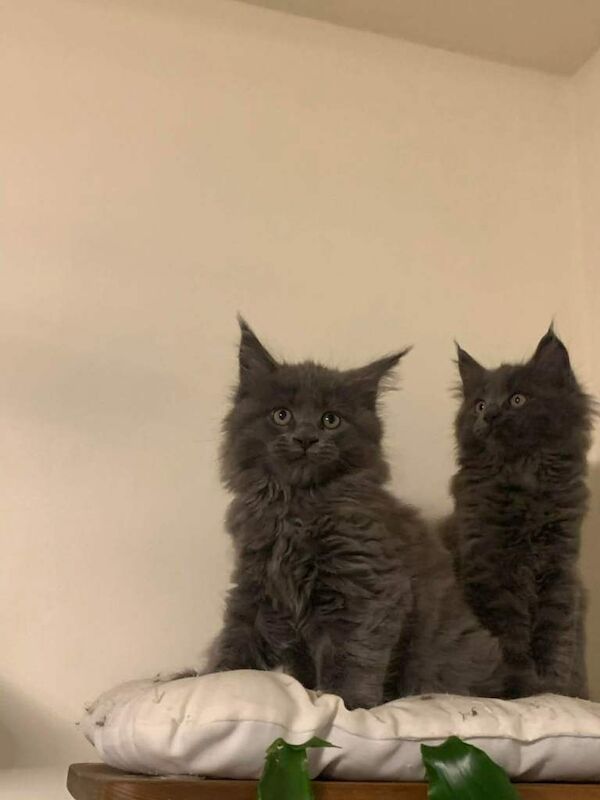 3 Adorable Maine Coon kittens - Image 5 of 5
