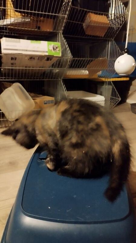 Maine Coon kittens for sale in Bletchley, Buckinghamshire – 9 weeks old