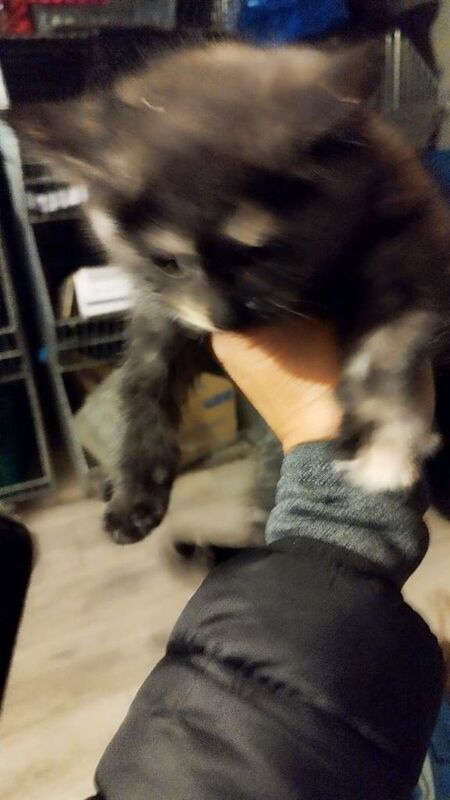 Maine Coon kittens for sale in Bletchley, Buckinghamshire – 9 weeks old - Image 2 of 3