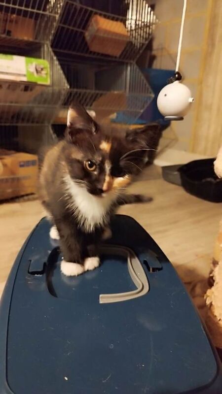 Maine Coon kittens for sale in Bletchley, Buckinghamshire – 9 weeks old - Image 3 of 3