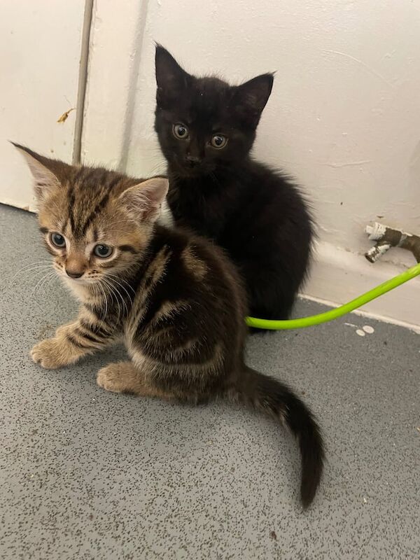 Maine Coon kittens for sale in Waltham Abbey, Essex – 9 weeks old
