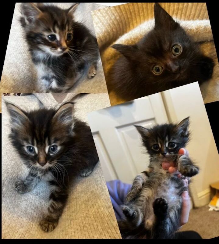 Maine Coon kittens for sale in Sandwell, West Midlands – 10 weeks old