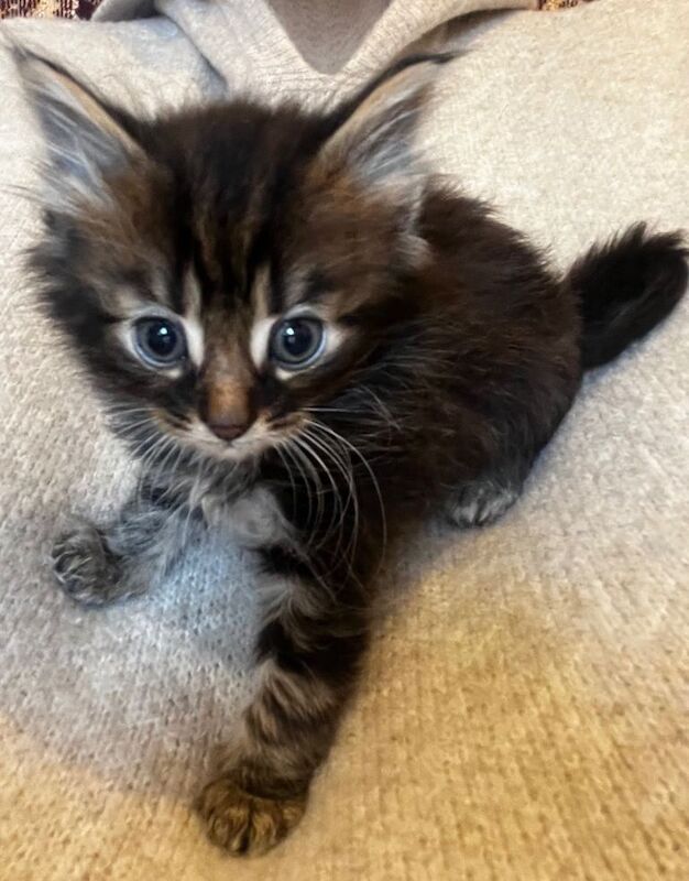 Maine Coon kittens for sale in Sandwell, West Midlands – 11 weeks old - Image 2 of 6